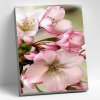 Molly Алмазная мозаика с нанесенной рамкой 40х50см Цветы яблони