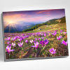 Molly Алмазная мозаика с нанесенной рамкой 40х50см Крокусы в альпах