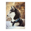 Гранни Алмазная мозаика на холсте 20x30см Хаски