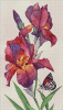 Гранни Алмазная мозаика на холсте 40х70см Ирисы и бабочка