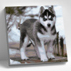 Molly Картина по номерам 30х30см Щенок хаски